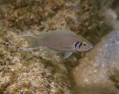 Neolamprologus pulcher 'Kasakalawe'